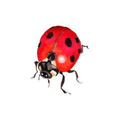 Exotic ladybug wild insect in a vectorr style isolated. Full name of the insect: ladybug. Aquarelle wild insect for background, texture, wrapper pattern or tattoo.