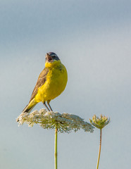 Western yellow wagtail (Motacilla flava) on the flower close-up over blue sky