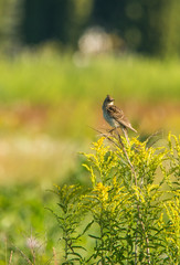 Alauda sitting on the bush