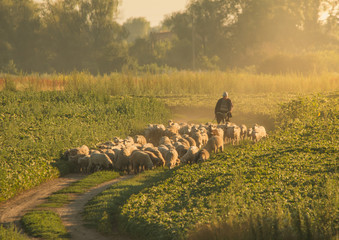 The shepherd leads a herd of sheep