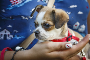 A girl is holding a small chihuahua dog