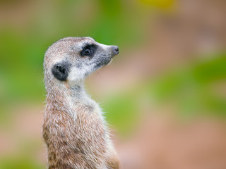 Naklejka na ściany i meble meerkat portrait against blurry background