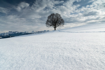 Schneeflocken in Winter-Landschaft mit einsamem Baum