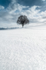 Fototapeta na wymiar Schneeflocken in Winter-Landschaft mit einsamem Baum