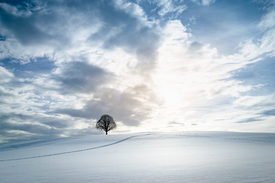 schneebedecktes Feld mit einsamem Baum