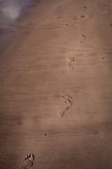 footsteps on a sandy beach