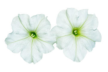 Petunias isolated on a white background. Colorful flowers.