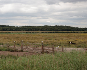 Birds sitting on a fence in St Aidan's nature park, Leeds