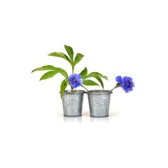 Small beautiful bouquet of cornflowers on a white background