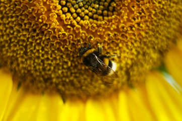 Bumblebee on a flower of a sunflower macro shot.