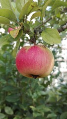 reife Äpfel am Baum