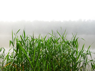 Obraz premium Morning fog over a lake with bulrush grass in foreground