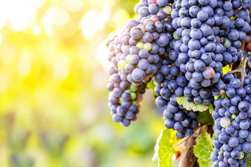 Weintrauben (reifen)