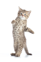 Funny kitten cat standing or dancing isolated on white