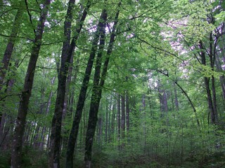 bosco vicino a Kraniska Gora, Slovenia
