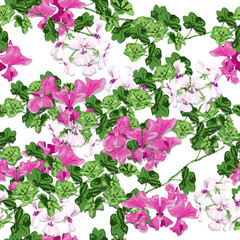 Geranium garden in the spring. White and pink flower design is vector for seamless pattern and background.
