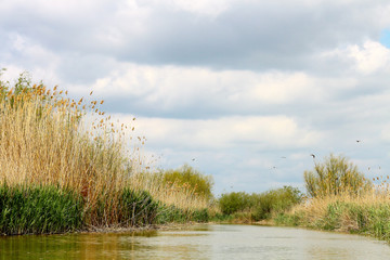 Dried bulrush reeds cattail on Danuve river
