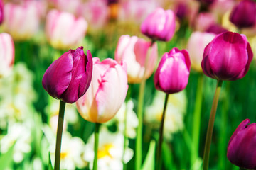  Amazing view of colorful  tulips in the garden.