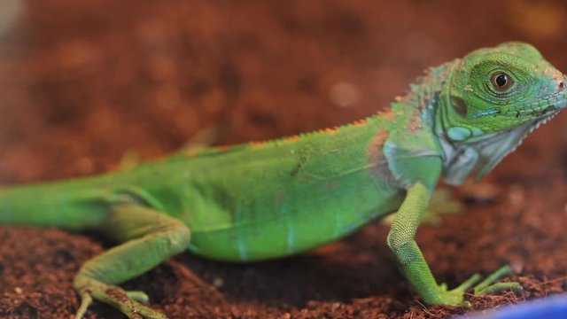 Watching a lizard in a pet store