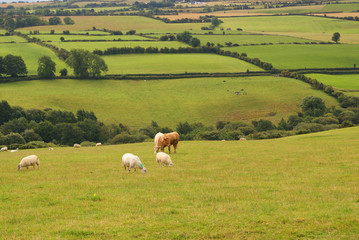 Schafe und Kühe auf der Wiese