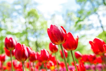 Photo sur Aluminium Tulipe  Amazing view of colorful  tulips in the garden.