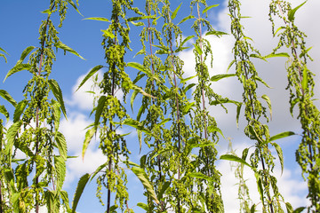 Stems of nettle on the sky background