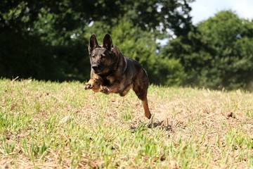 rennender schäferhund auf einem Stoppelfeld