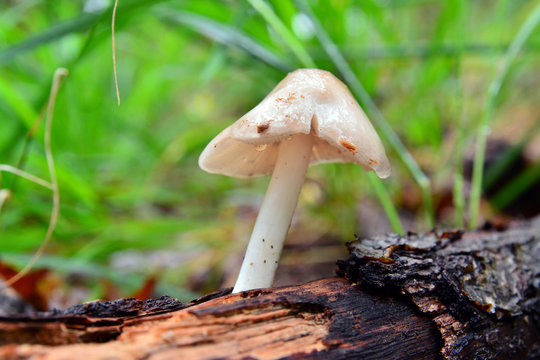 pluteus mushroom