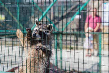 Raccoon hanging on cage in zoo