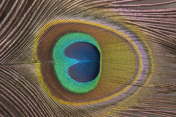 Obraz premium Closeup peacock feather