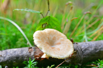polyporus alveolaris mushroom