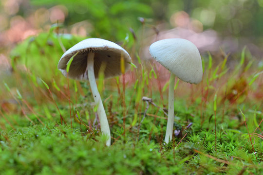 psathyrella candolleana mushroom