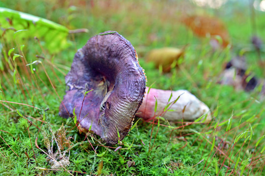 russula queletii mushroom