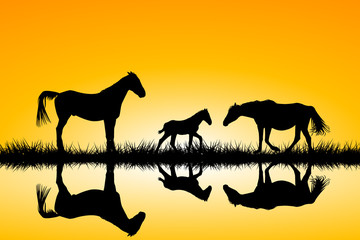 Countryside family horses silhouettes in wild nature