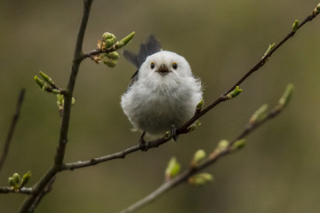 Tailed tit