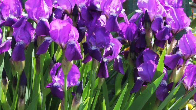 Iris flower in the garden