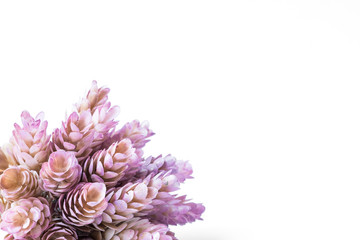 Miniature succulent plants on white background ,colorful and fresh