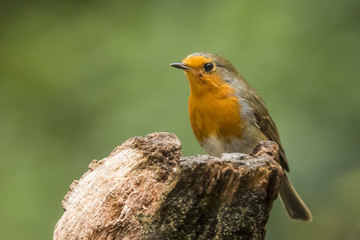 Fototapeta premium Robin