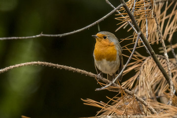 Robin