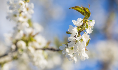 Fototapeta premium Branch of a blossoming tree with white flowers