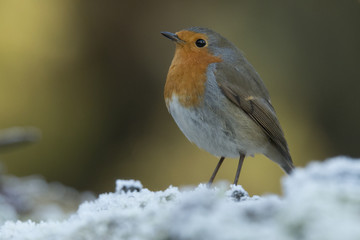 Robin