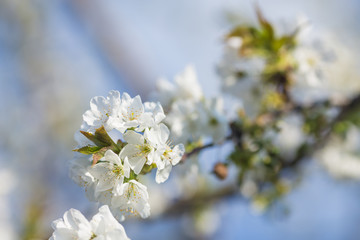 Branch of a blossoming tree with white flowers
