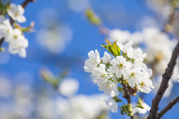 Branch of a blossoming tree with white flowers