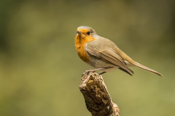 Robin