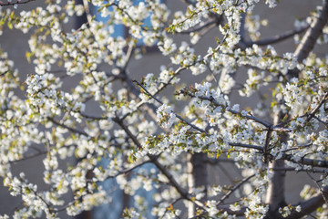 Branch of a blossoming tree with white flowers
