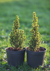 Cypress. Pine in a pot on the green grass