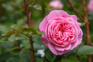 Beautiful pink rose in a garden