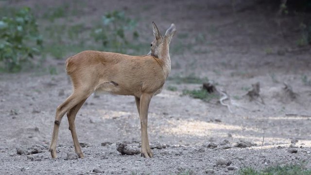 Adult female roe deer