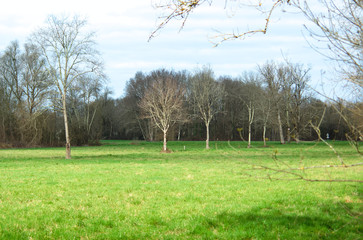 Big sunny space, with a row of tree without leafs.