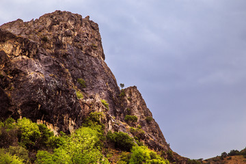 Tree in the form of hearts.